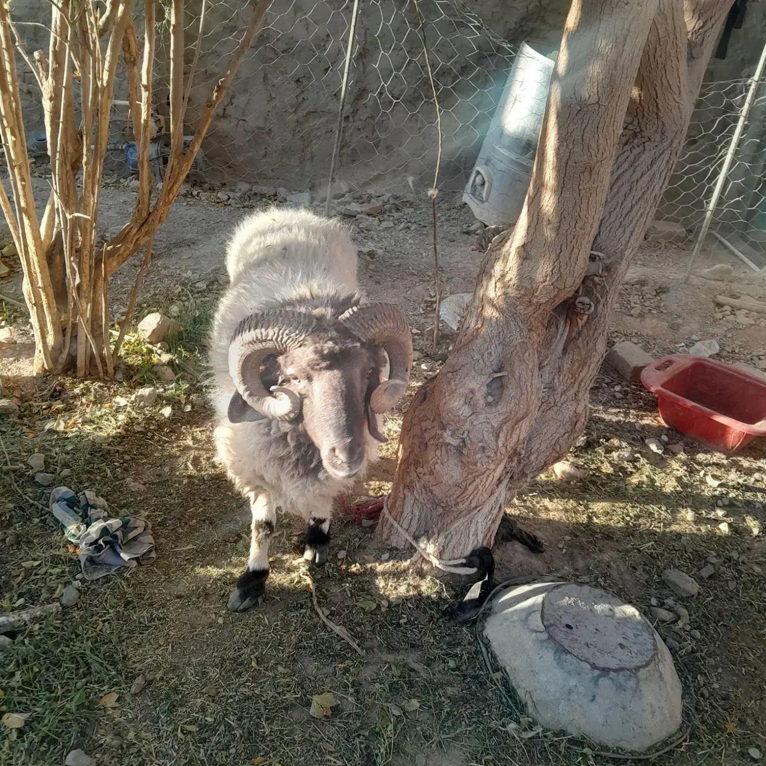 قوچ فروشی|حیوانات مزرعه|خاش, |دیوار