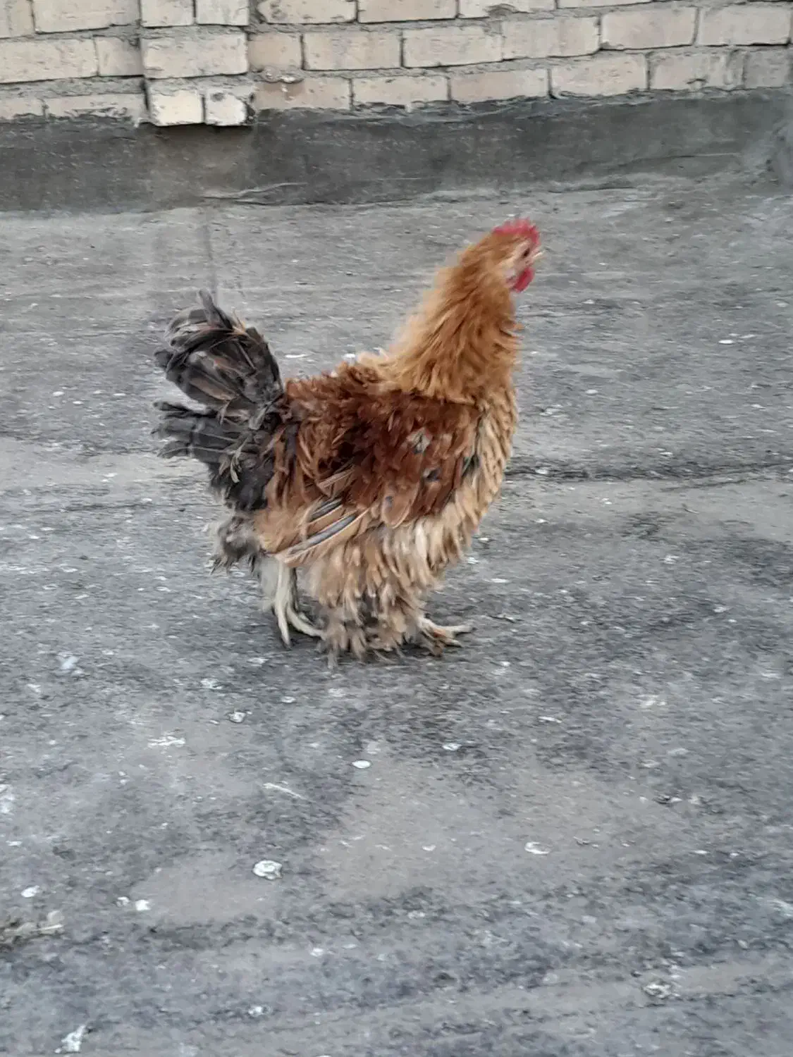 خروس فری جوان|حیوانات مزرعه|مشهد, کشف|دیوار