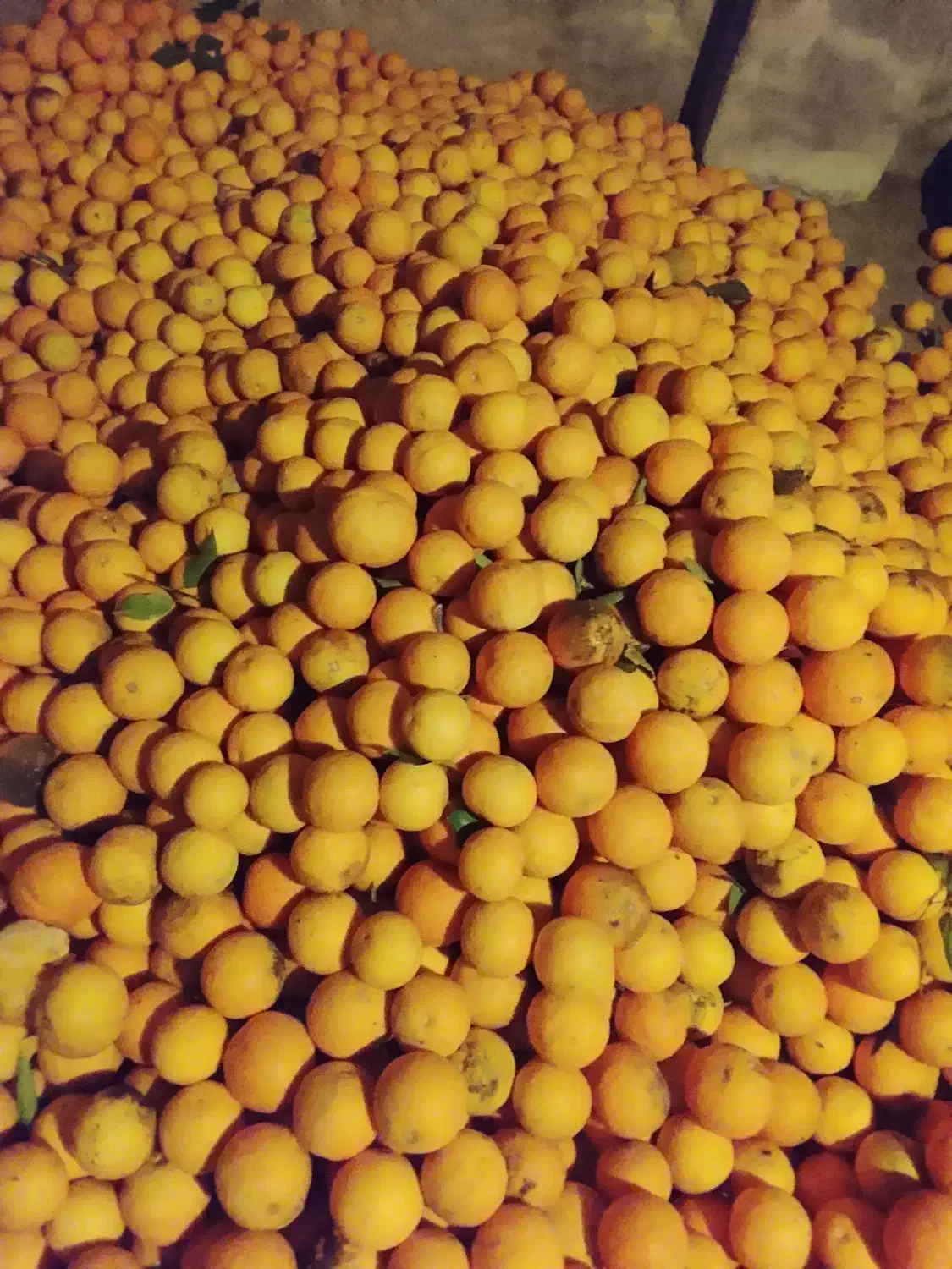 پرتقال محلی|خوردنی و آشامیدنی|تالش, هشتپر|دیوار