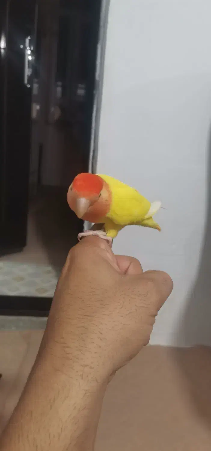 برزیلی ماده|پرنده|اشنویه, |دیوار