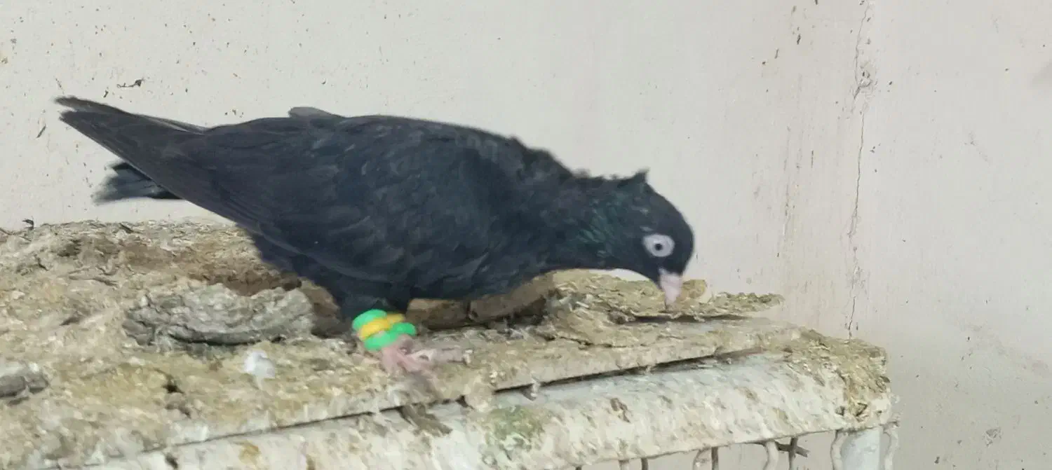 زاغ|پرنده|مسجد سلیمان, |دیوار