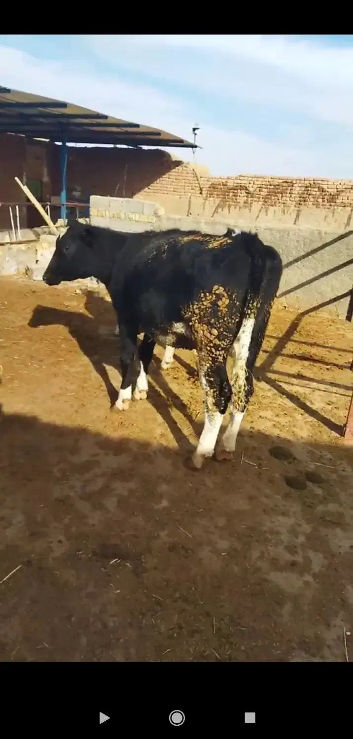 گاو و گوساله|حیوانات مزرعه|رشتخوار, |دیوار