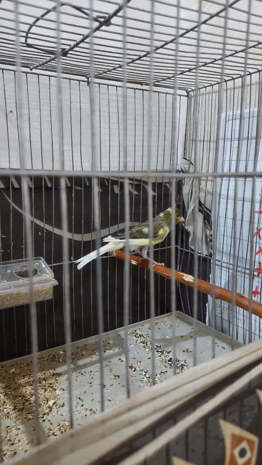 قناری نر، ریزه خونی میکنه|پرنده|کاشان, ولی سلطان|دیوار