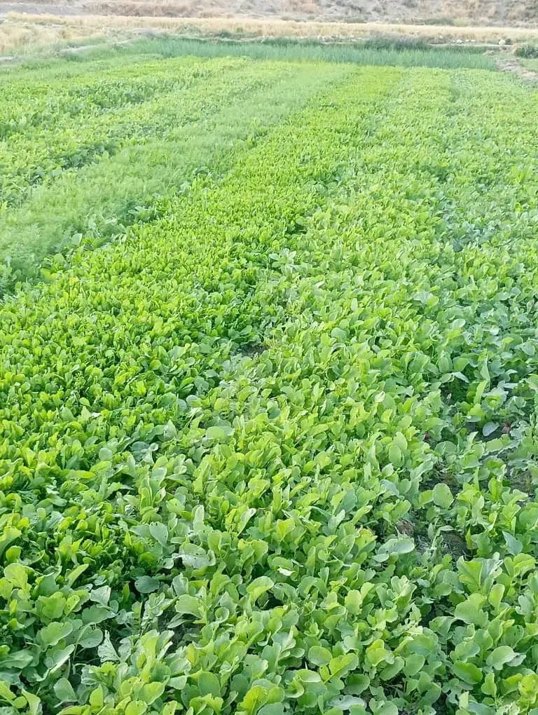 فروش باقله خشک|عمده‌فروشی|لنده, |دیوار