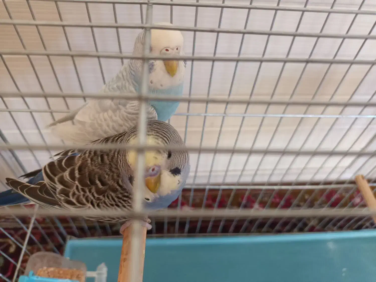 مرغ عشق .|پرنده|تبریز, |دیوار