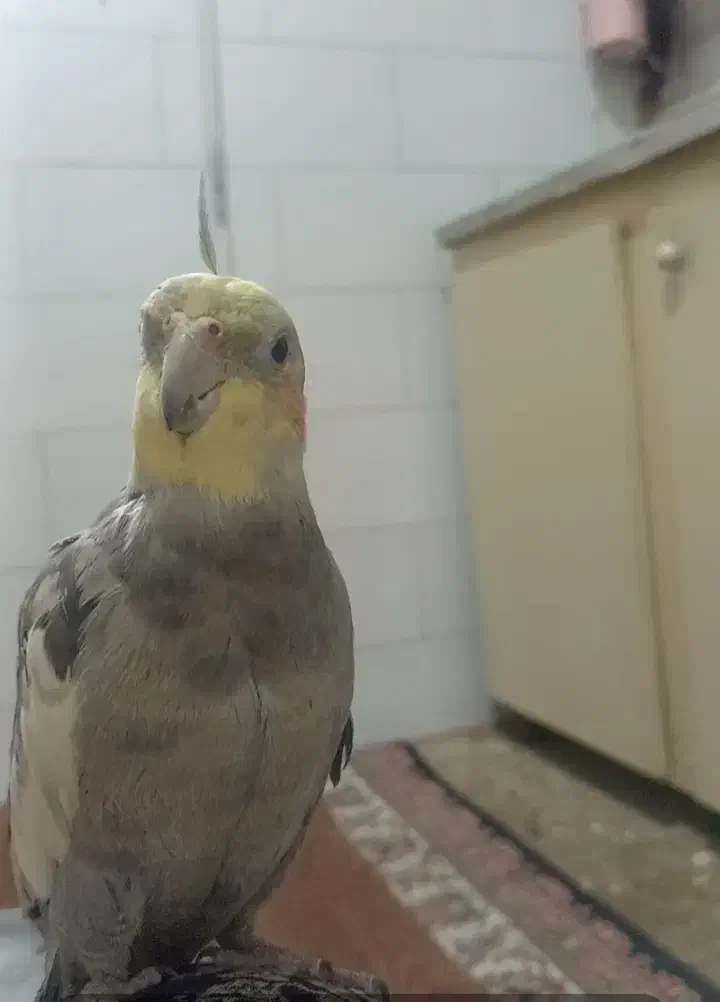 عروس هلندی گمشده|حیوانات|قم, علی آباد سعدگان|دیوار