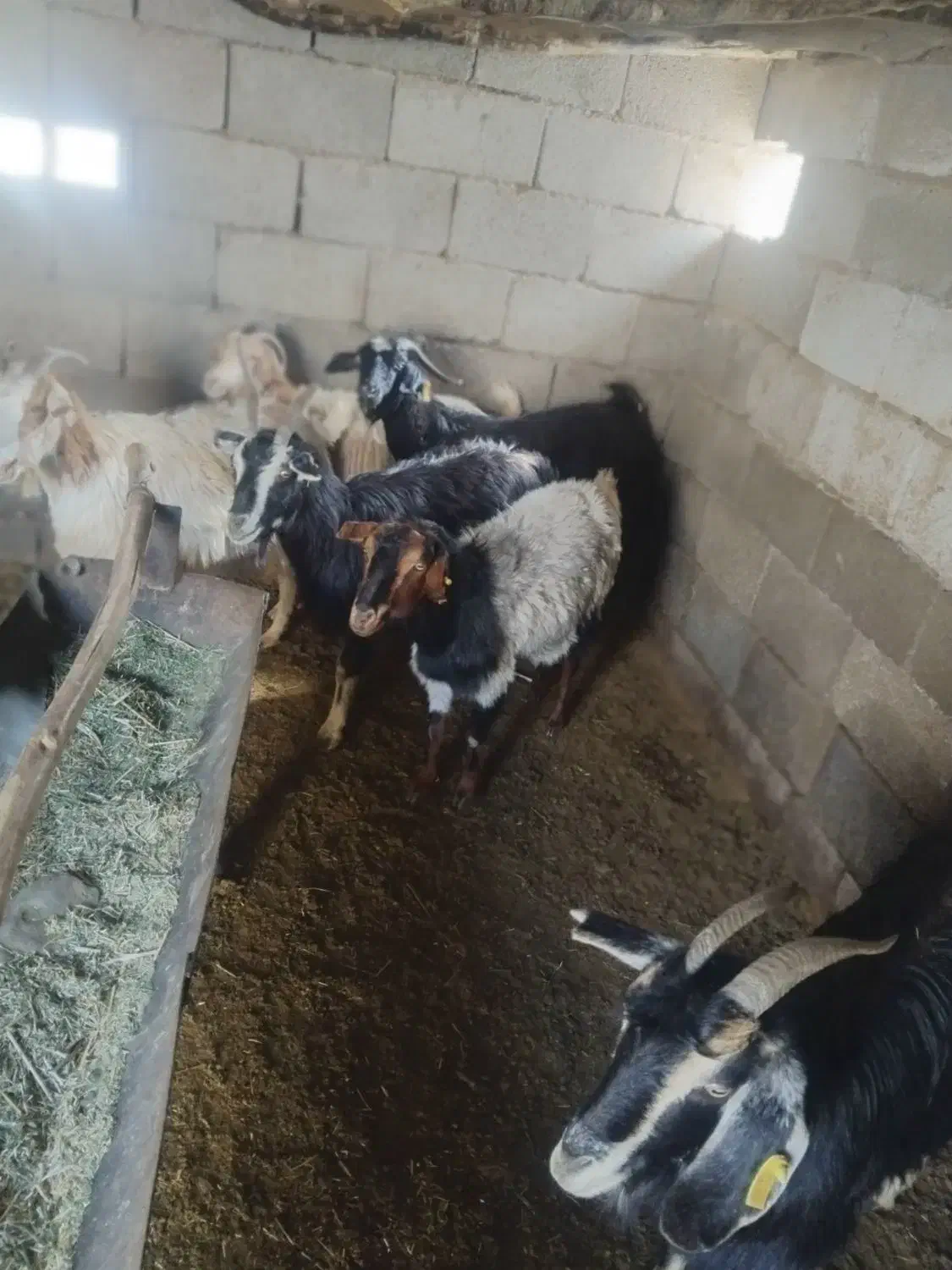 ۷راس بزکهره دار|حیوانات مزرعه|حنا, |دیوار