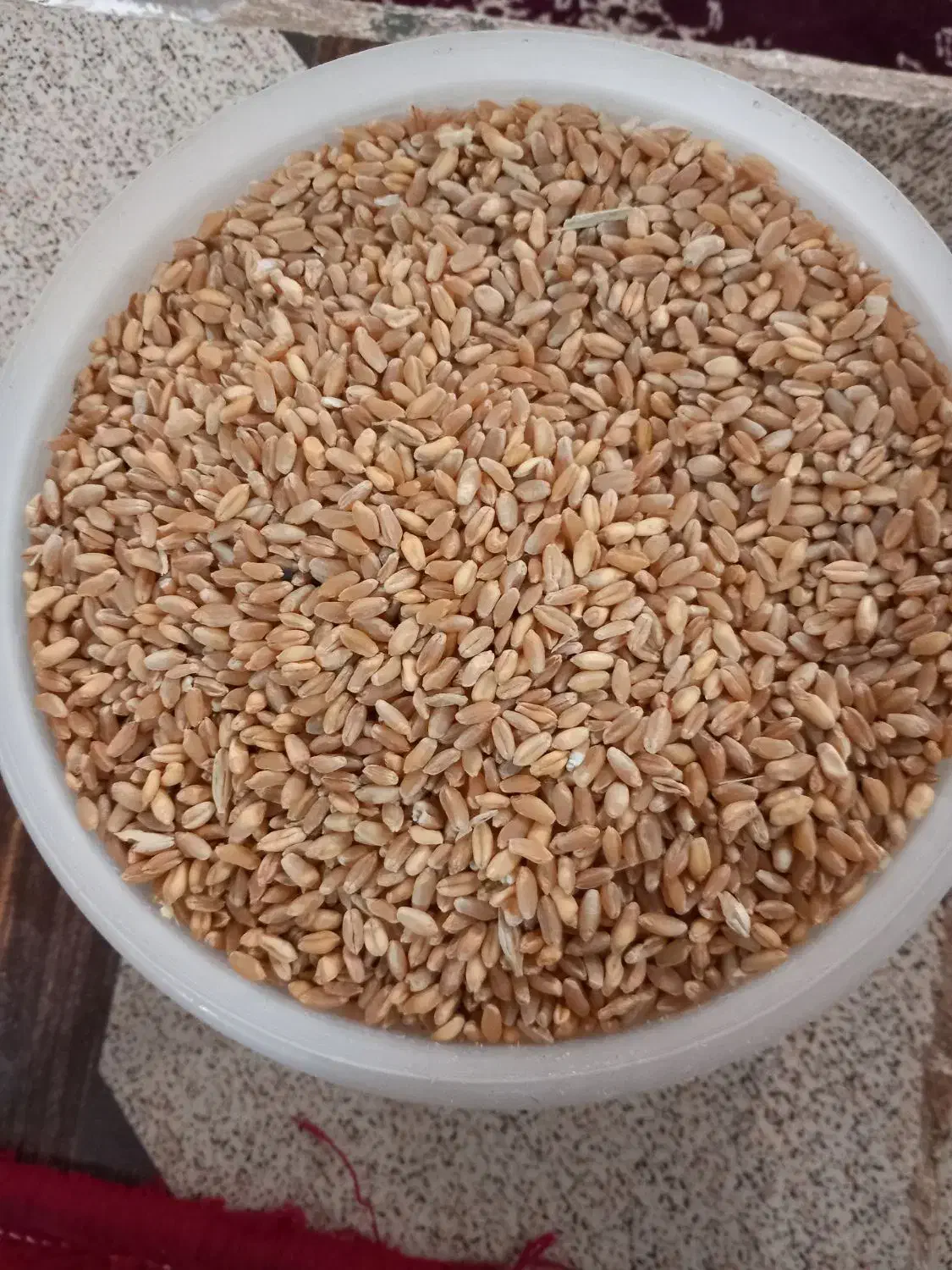 گندم بذر|گل و گیاه طبیعی|شباب, |دیوار