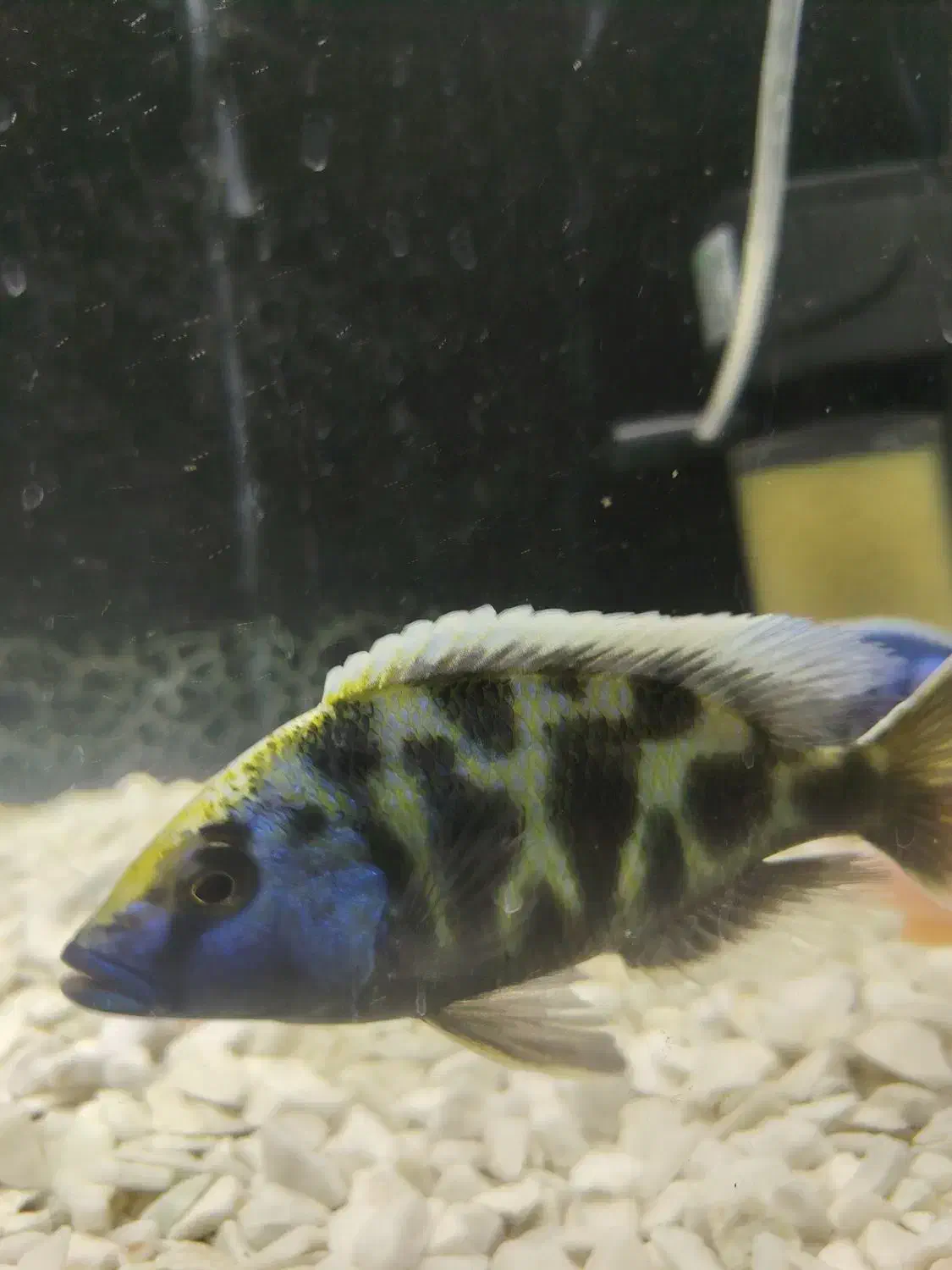 ماهی سیچیلاید|ماهی|شهرضا, |دیوار