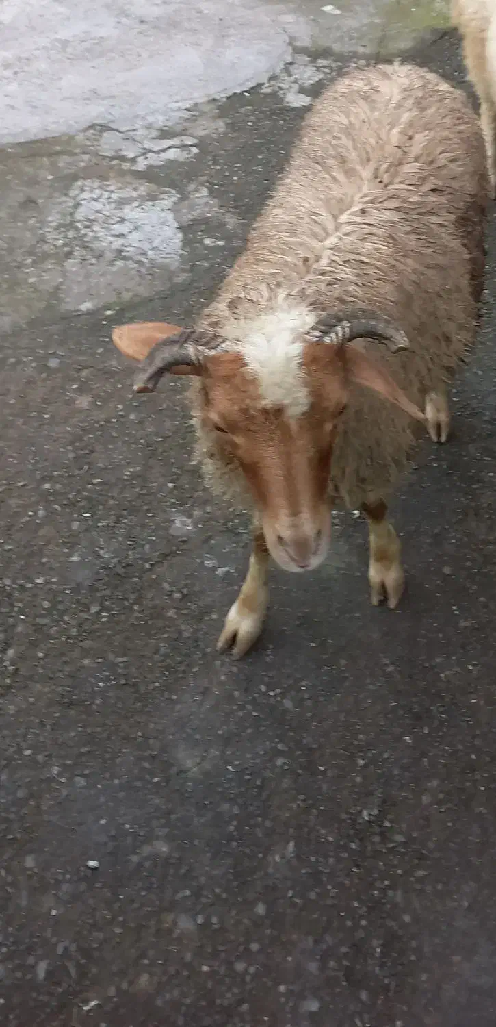 گوسفند نریکساله|حیوانات مزرعه|رشت, بازار|دیوار