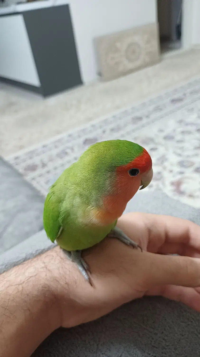 طوطی کوتوله برزیلی دستی ( Rosy-faced lovebird)|پرنده|اسلامشهر, شهرک قائمیه|دیوار