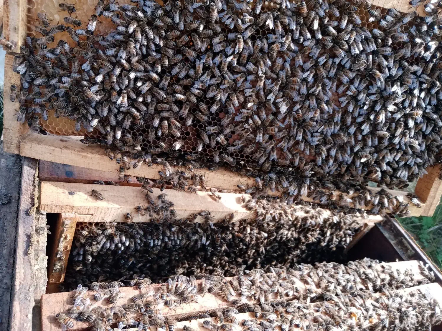 فروش زنبور قوی|حیوانات مزرعه|شفت, |دیوار