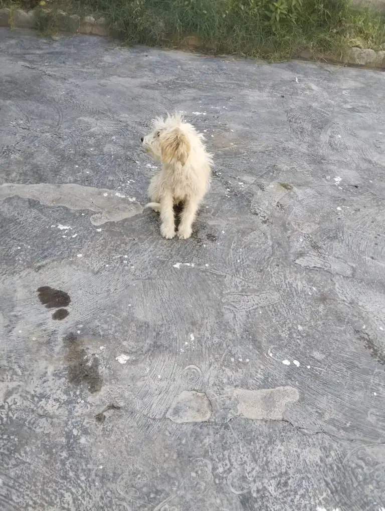 سگ پشمالو خونگی|سگ|فسارود, |دیوار