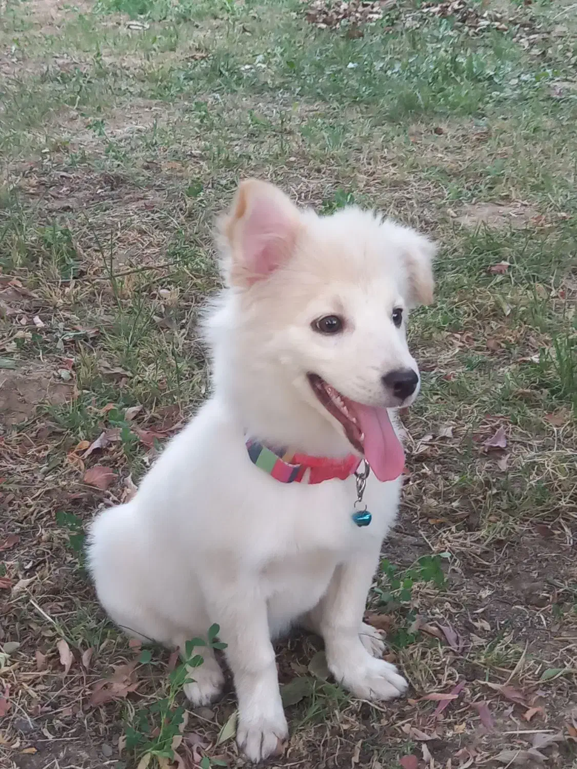 سگ نر شش ماهه|سگ|میاندوآب, |دیوار