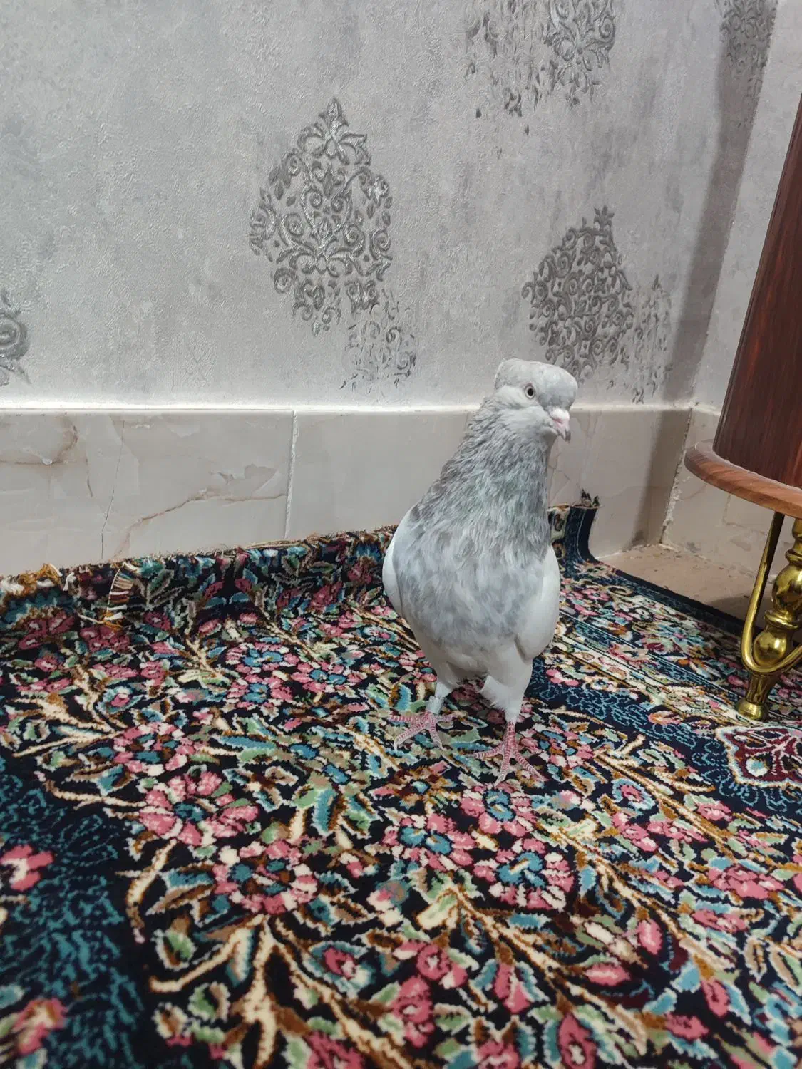 کله الماسی نر|پرنده|بم, |دیوار