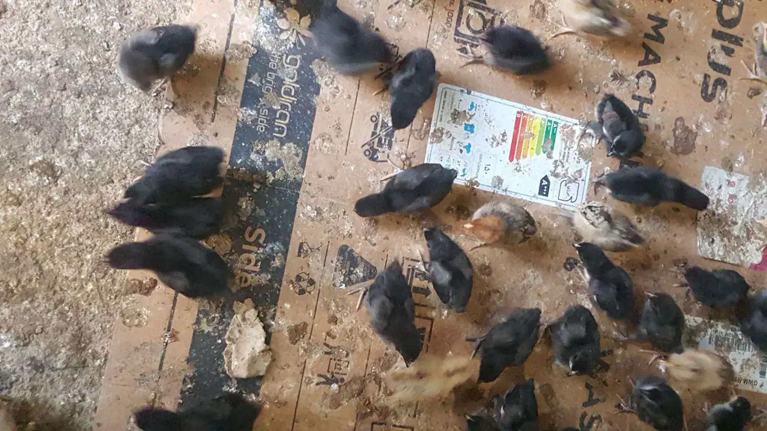 جوجه مرغ عربی اصل بشرط کرک|حیوانات مزرعه|بندر ماهشهر, |دیوار