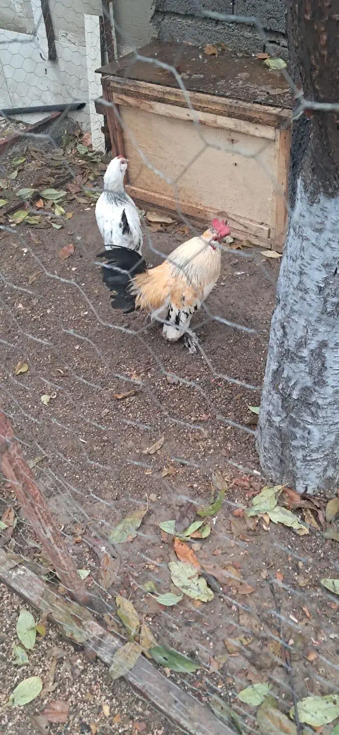 مرغ و خروس مینیاتوری|حیوانات مزرعه|پارسآباد, |دیوار