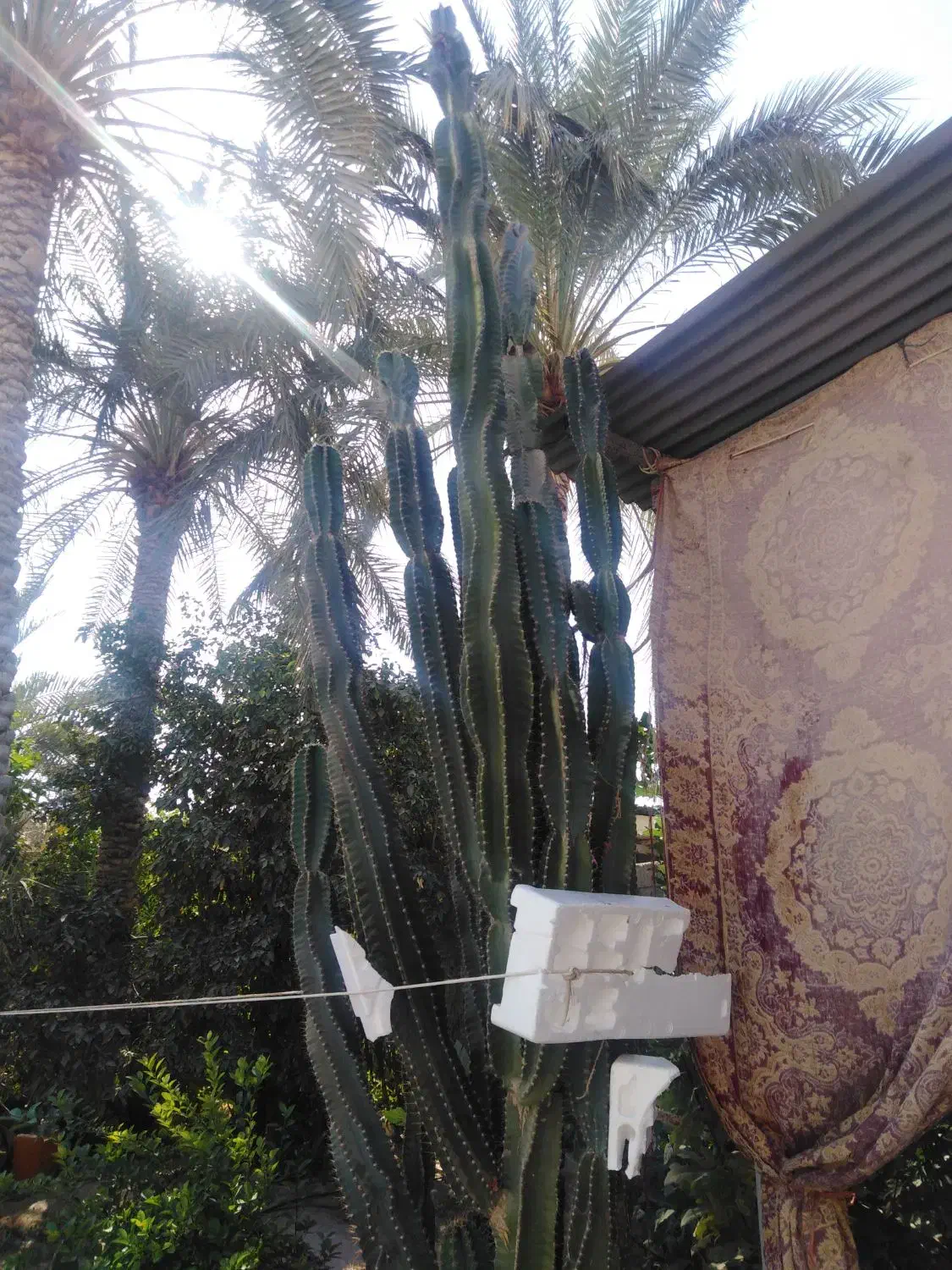 کاکتوس بزرگ قواره دار تمیز|گل و گیاه طبیعی|سعدآباد, |دیوار