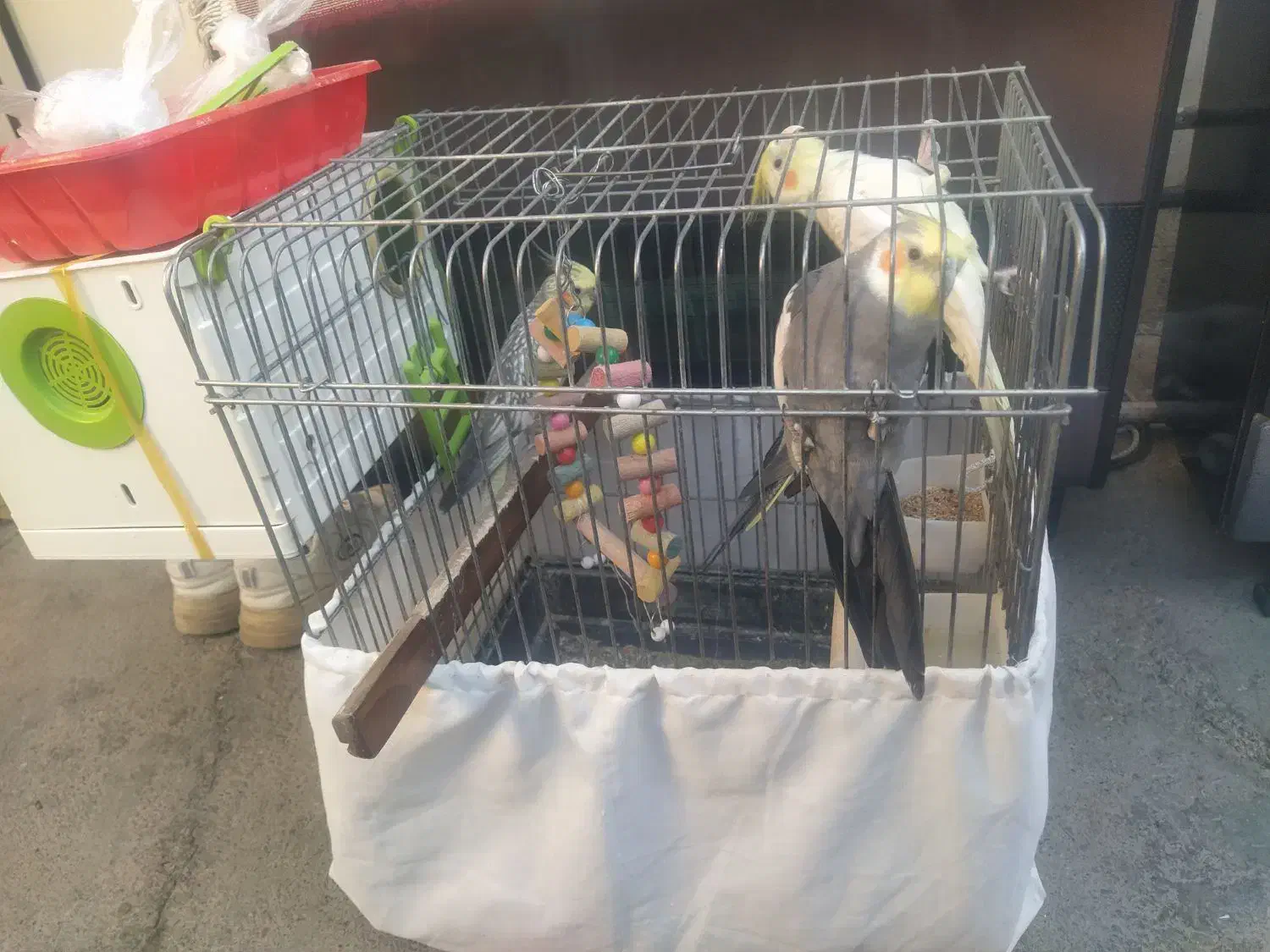 4 تا عروس هلندی فروش فوری|پرنده|صحنه, |دیوار