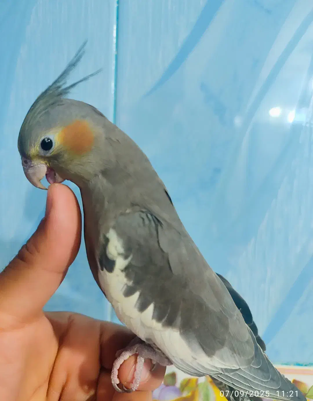 عروس هلندی|پرنده|اهواز, کوی صادقیه|دیوار