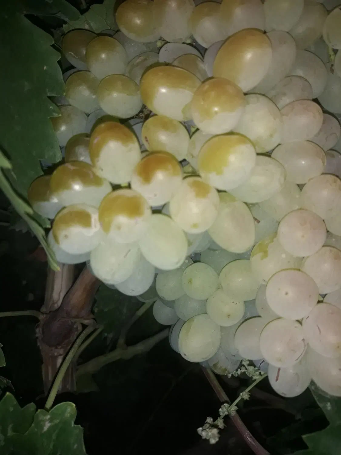 انگور|خوردنی و آشامیدنی|قوچان, |دیوار