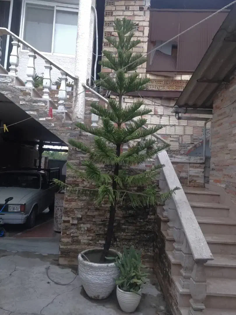 کاج مطبق|گل و گیاه طبیعی|سلمان‌شهر, |دیوار