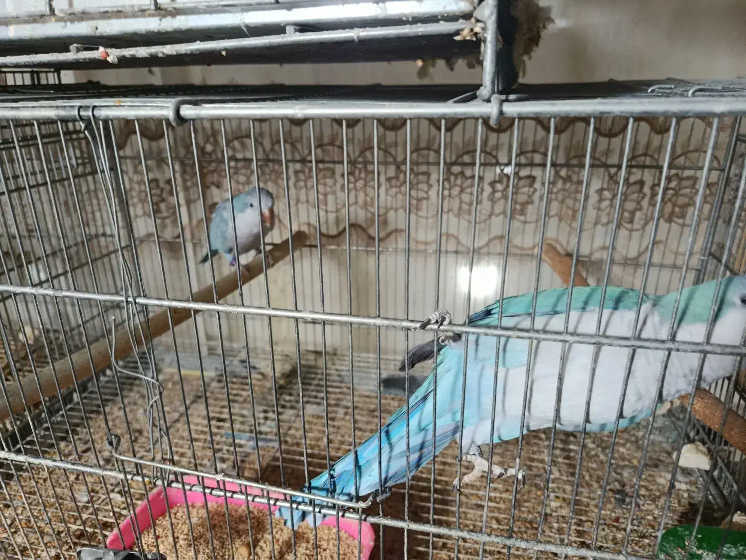 راهب مولد|پرنده|بومهن, |دیوار