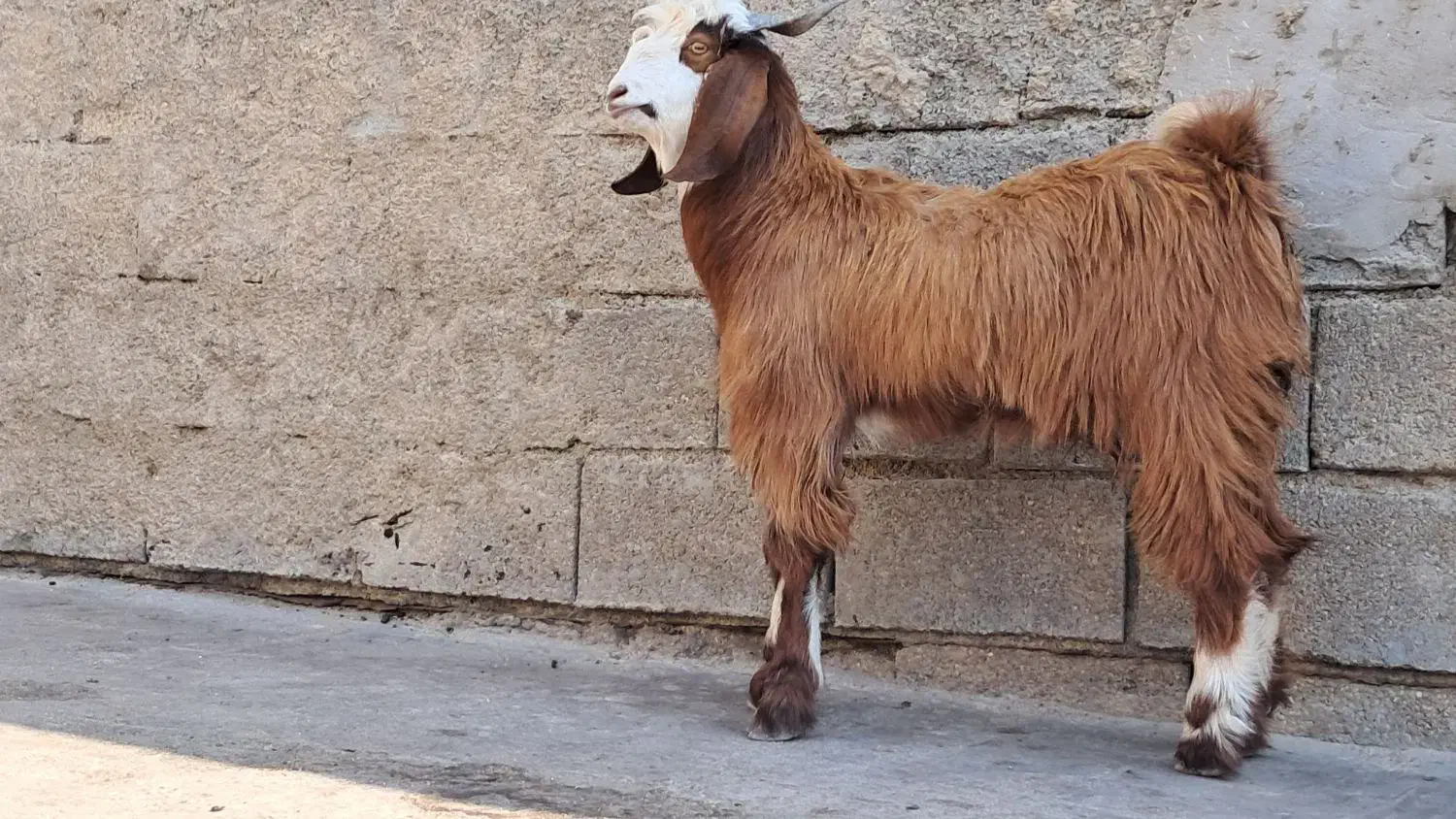 بز کهره|حیوانات مزرعه|بندر ماهشهر, |دیوار