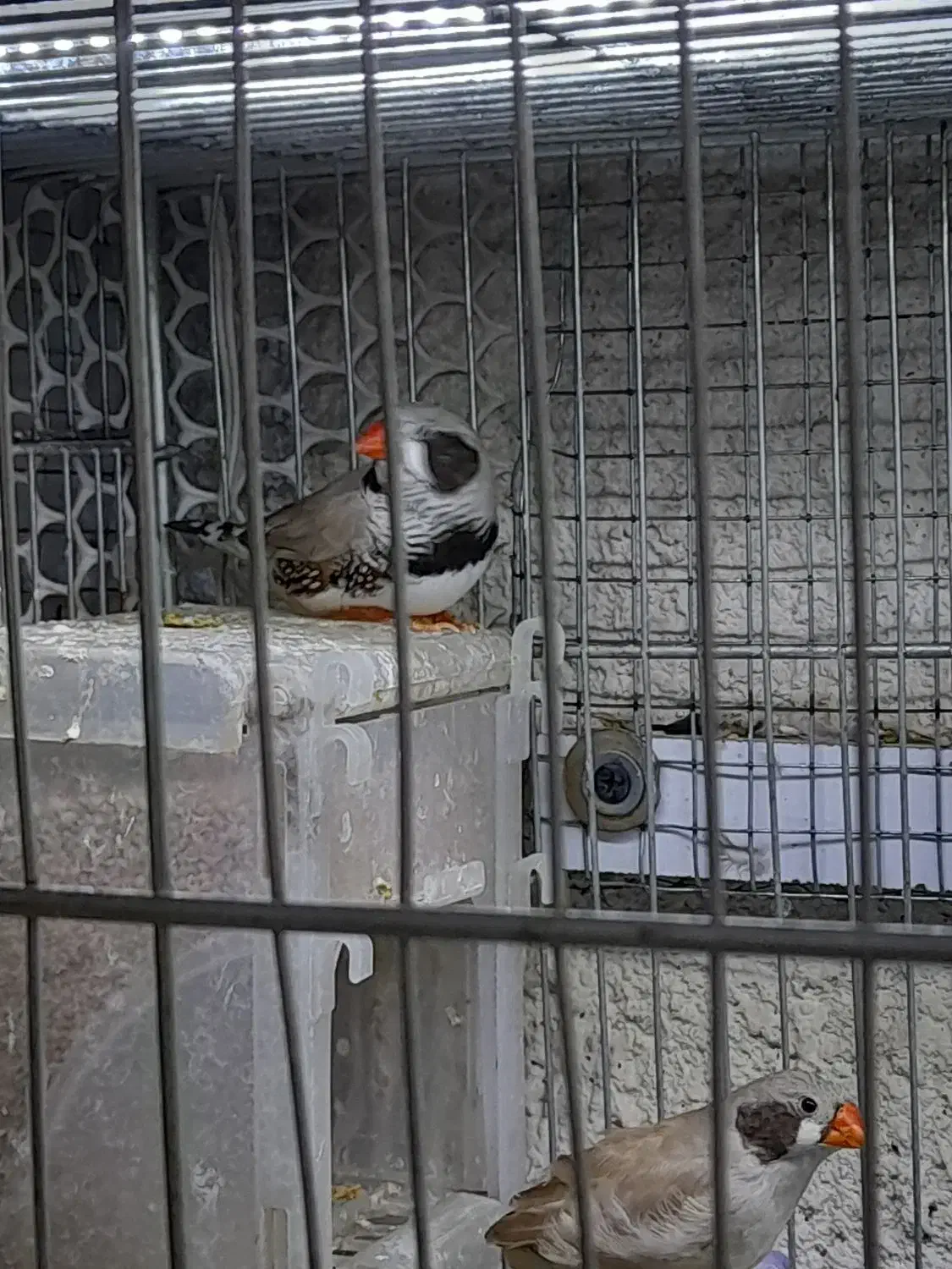 فنچ لپ سیاه معاوضه با بنگالی|پرنده|تبریز, |دیوار