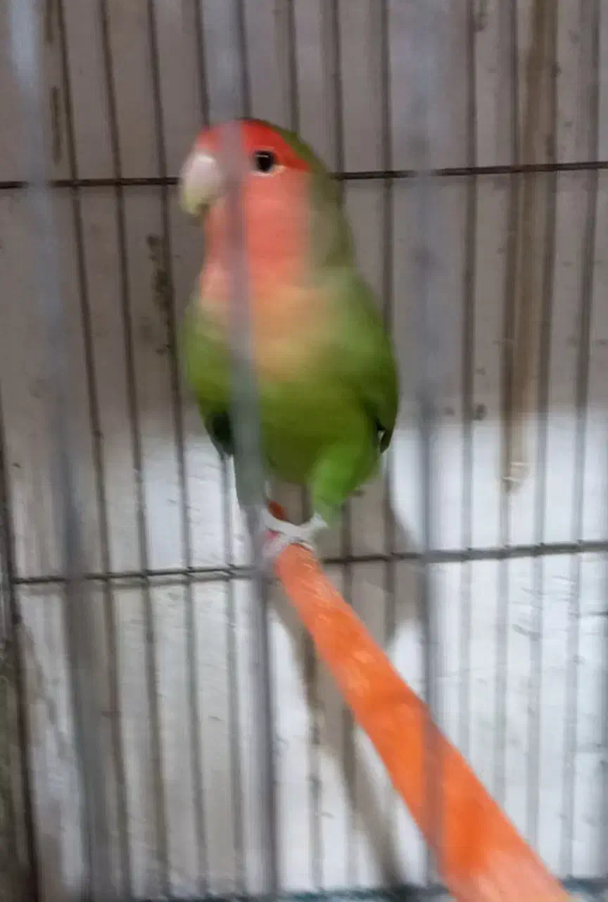 طوطی کوتوله|پرنده|مشگین شهر, |دیوار