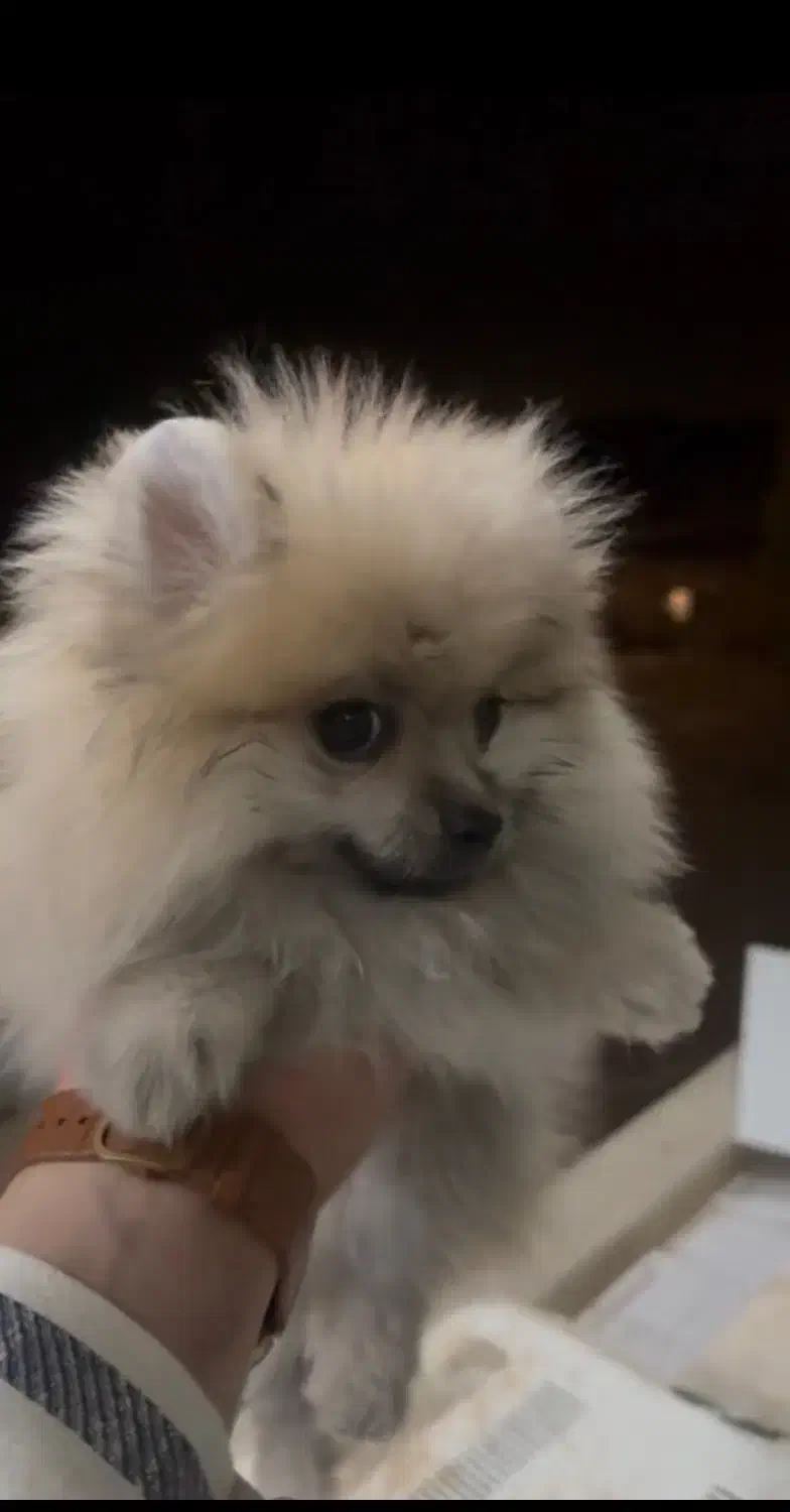 پامر خرسی|سگ|قم, شهرک قدس|دیوار