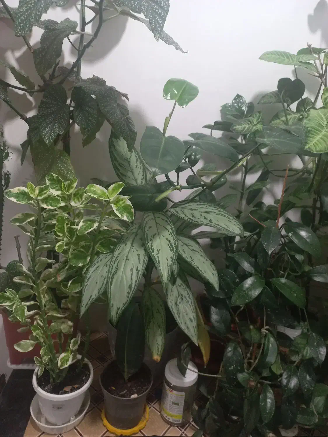 تعدادی گل|گل و گیاه طبیعی|اردبیل, |دیوار