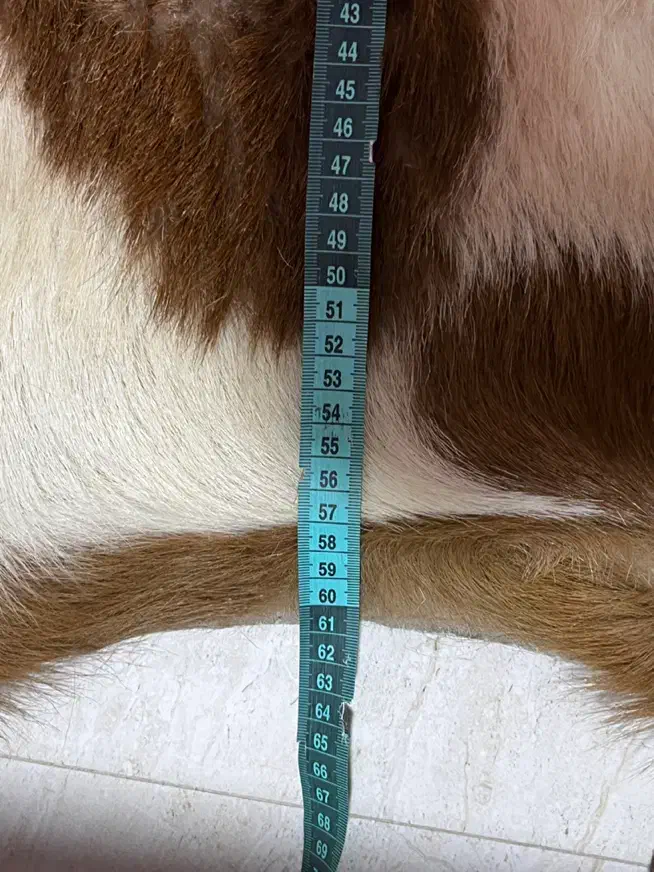 وکیل آباد|فرش|مشهد, وکیل‌آباد|دیوار