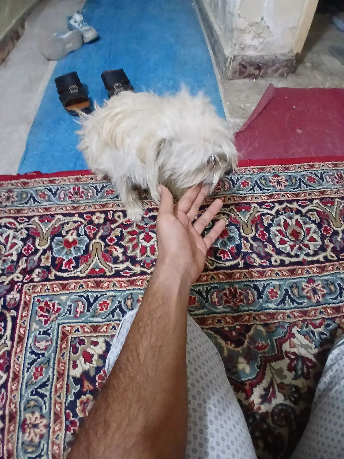 سگ ماده اماده شیتزو نژادروباهی|سگ|خرمشهر, |دیوار