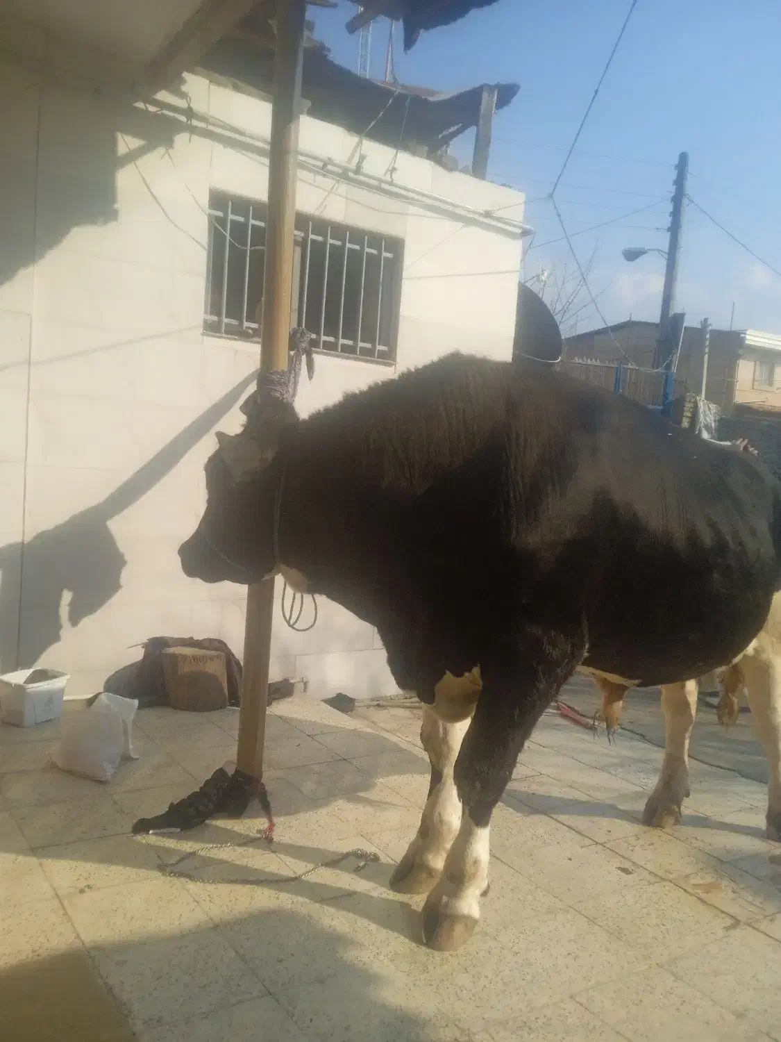 سلاخی|خدمات پذیرایی، مراسم|گرگان, |دیوار