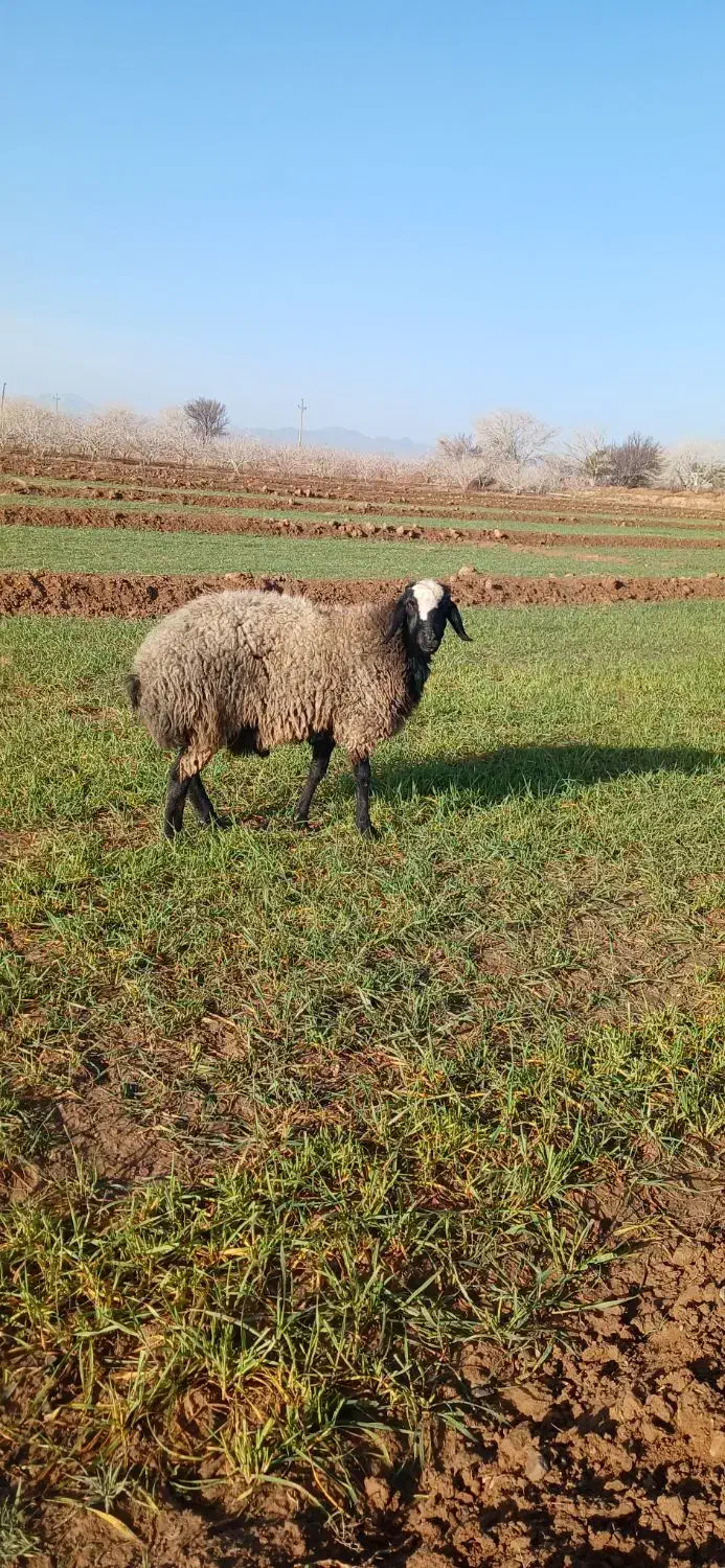 قوچ شال اصیل|حیوانات مزرعه|مشهد, کوشش|دیوار