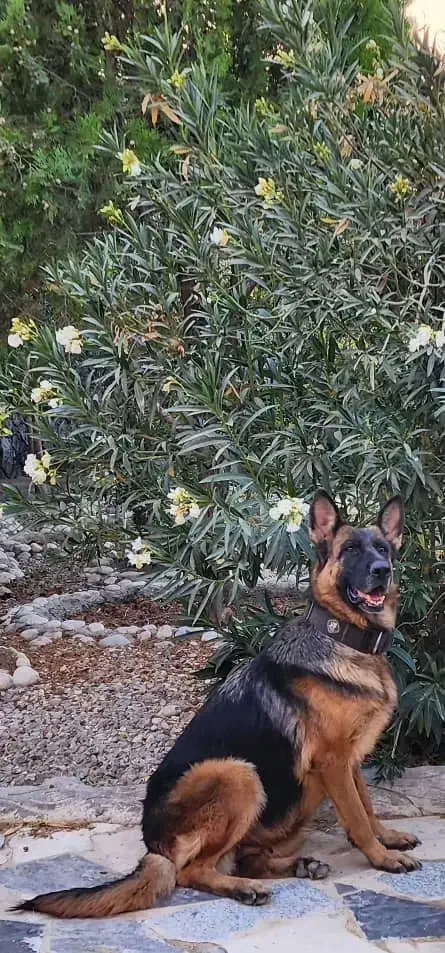 سگ ژرمن ، پیت بول ، باکسر|سگ|اصفهان, طامه|دیوار