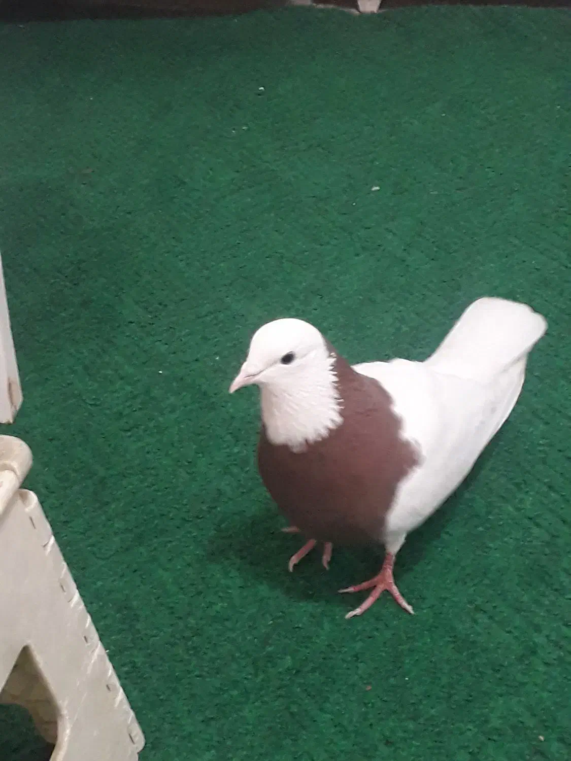 کبوترگم شده|حیوانات|قم, نیروگاه|دیوار