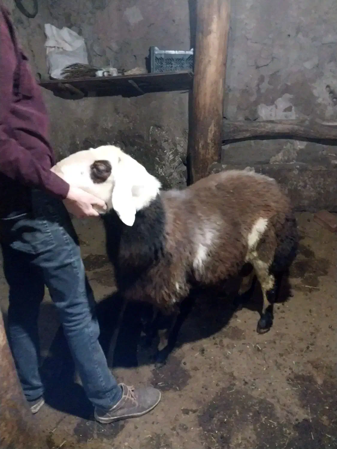 بره‌ قوچ پلنگی|حیوانات مزرعه|سراب, |دیوار