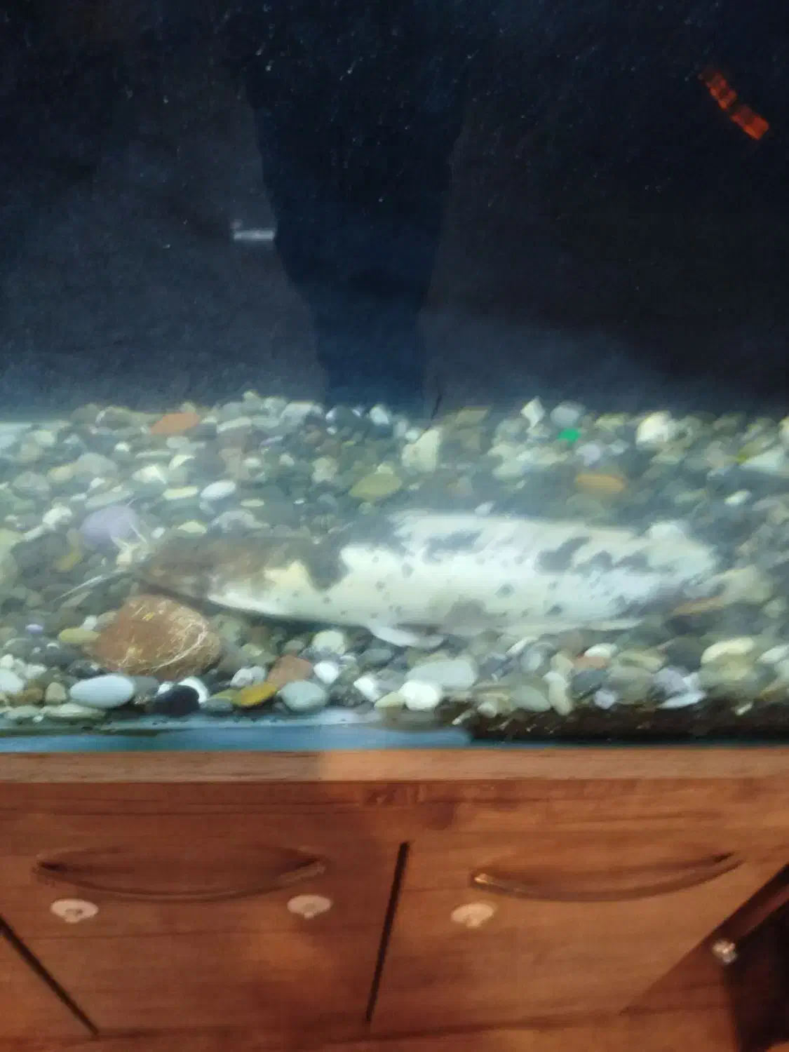 ماهی|ماهی|قروه, |دیوار