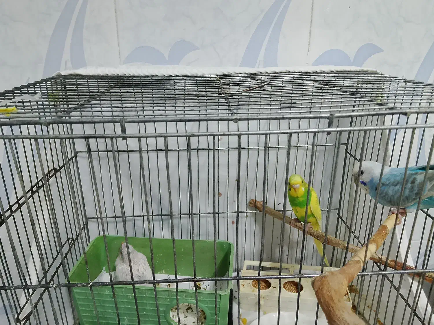 مرغ عشق|پرنده|زاوه, |دیوار