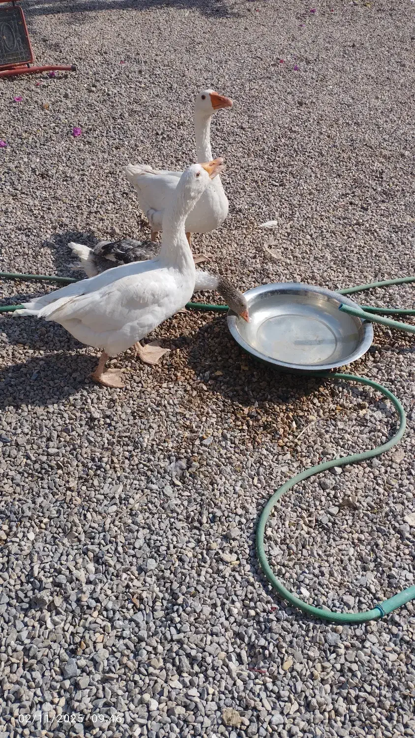 غاز نر و ماده تخم گذار همراه بچه غاز|حیوانات مزرعه|یزد, |دیوار