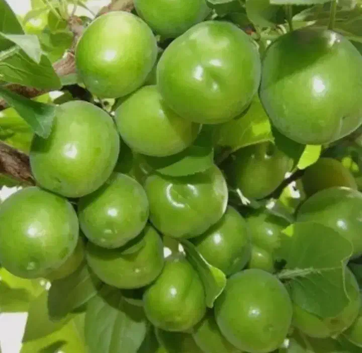 نهال گوجه سبز شهریاری|خدمات باغبانی و درختکاری|جهرم, |دیوار