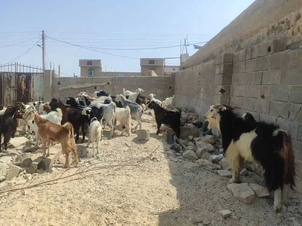 گوشت‌کهره‌‌وبز‌درخدمت‌دوستان‌هستم|حیوانات مزرعه|جم, |دیوار