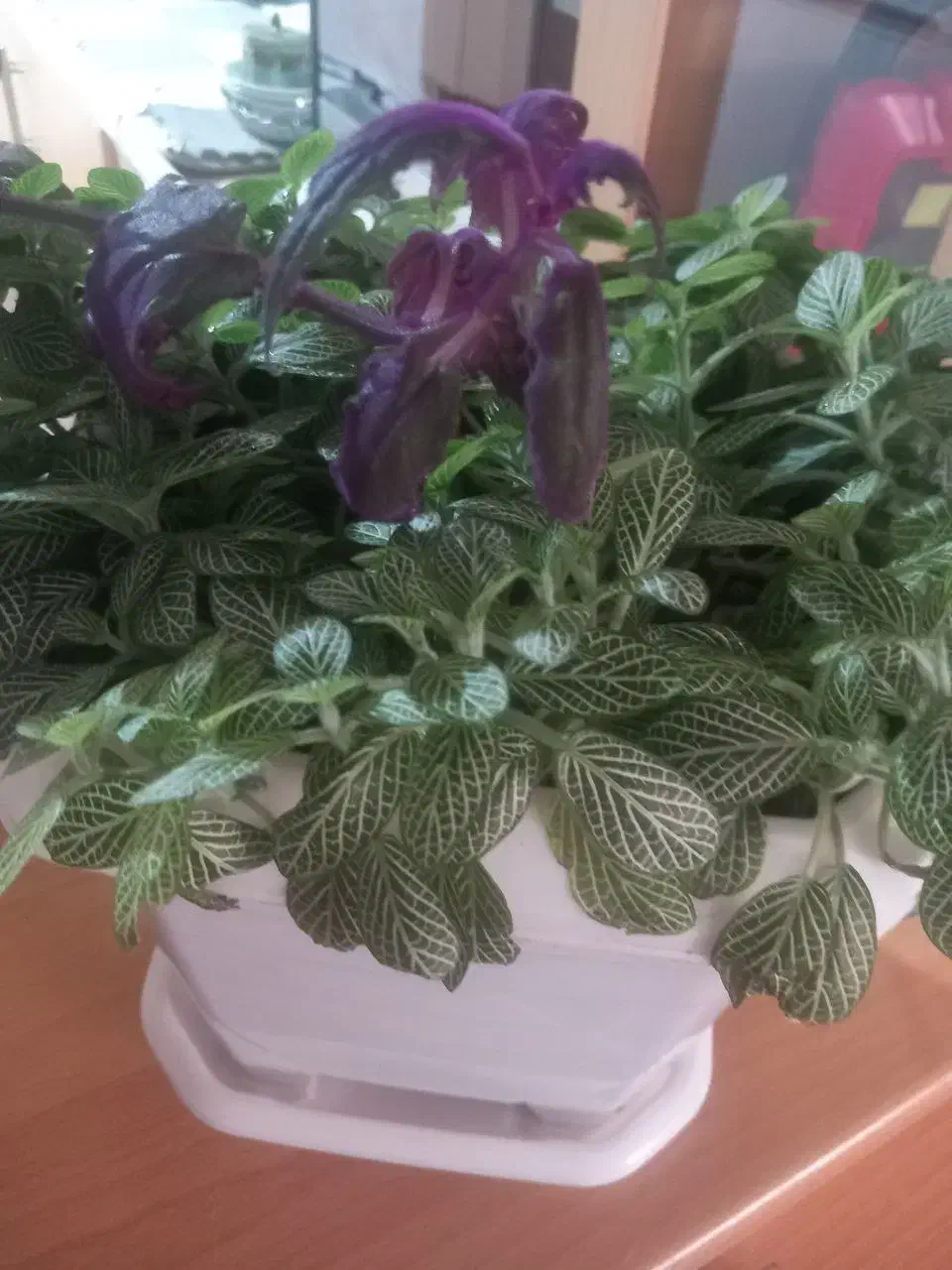 گلدان|گل و گیاه طبیعی|بانه, |دیوار