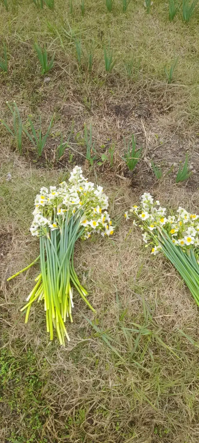 گل نرگس|گل و گیاه طبیعی|بهبهان, |دیوار