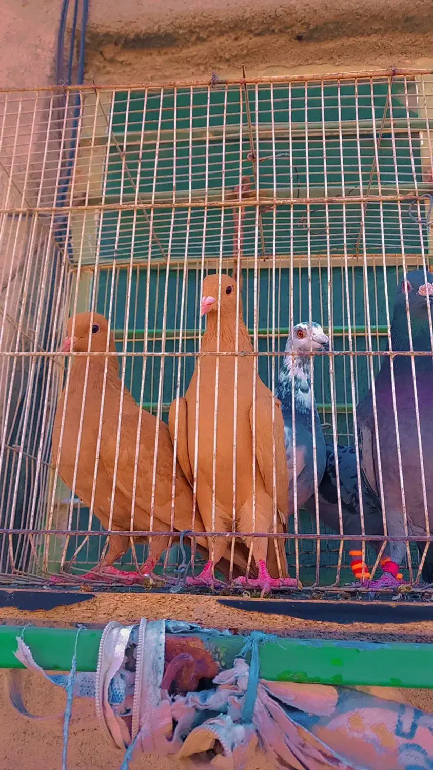 زردکرمونیجوجه|پرنده|کاشمر, |دیوار