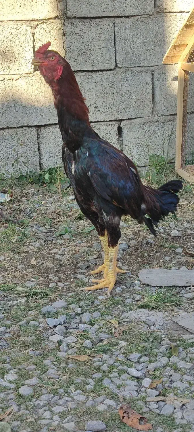 خروس لاری سن یکو نیم سال همه جوره سالم|حیوانات مزرعه|نوشهر, |دیوار