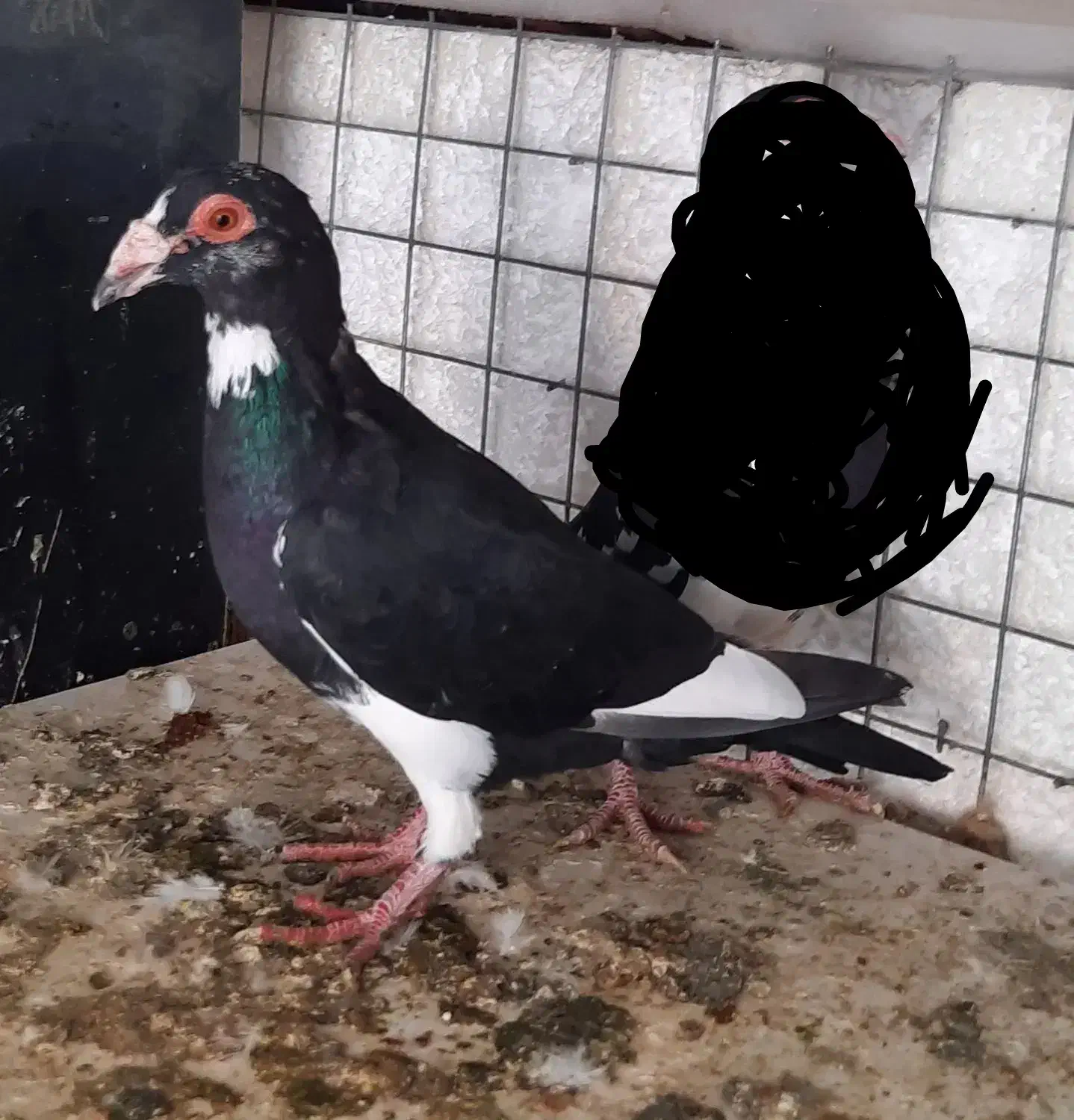 کبوتر بزک ،فری ،کویتی، پلنگی .آس|پرنده|گنبد کاووس, |دیوار