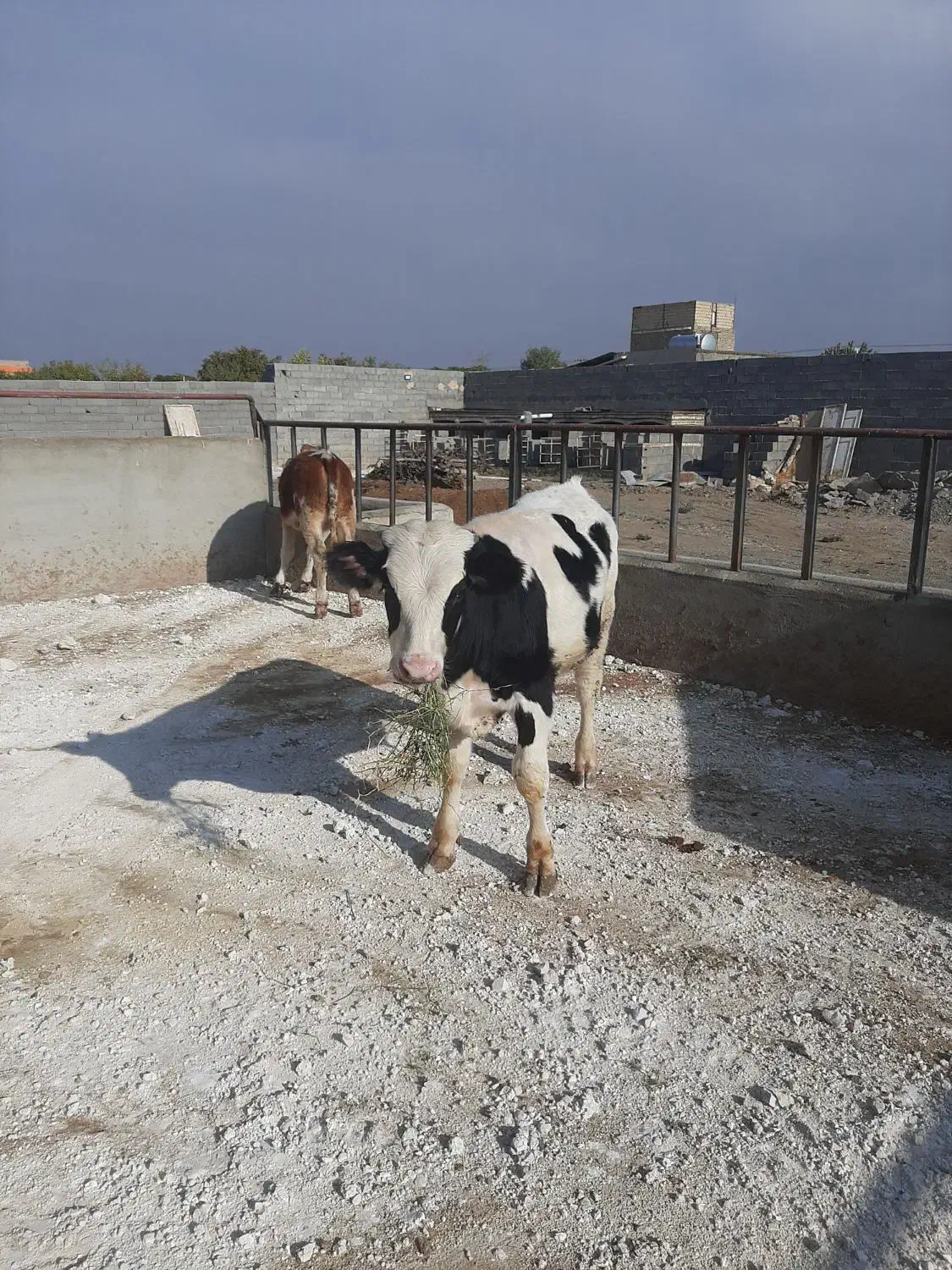 گوساله نر و ماده|حیوانات مزرعه|مشهد, خرم آباد|دیوار